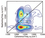 Excited and Ground State Vibrational Dynamics Revealed by Two Dimensional Electronic Spectroscopy