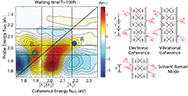 Persistent Interexcitonic Quantum Coherence in CdSe Quantum Dots