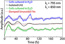 Communication: Coherences observed in vivo in photosynthetic bacteria using two-dimensional electronic spectroscopy