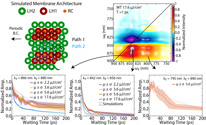 Mapping the ultrafast flow of harvested solar energy in living photosynthetic cells