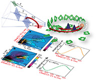 Dynamic localization of electronic excitation in photosynthetic complexes revealed with chiral two-dimensional spectroscopy