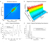 Evidence for wavelike energy transfer through quantum coherence in photosynthetic complexes