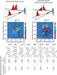 Cross-Peak Specific Two Dimensional Electronic Spectroscopy