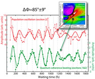 Direct Evidence of Quantum Transport in Photosynthetic Light-harvesting Complexes