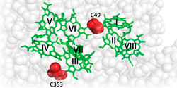 Non-perturbative exciton transfer rate analysis of the Fenna-Matthews-Olson photosynthetic complex under reducing and oxidizing conditions