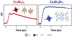 Connectivity-dependent Exciton-phonon Coupling in Cesium Bismuth Halide Quantum Dots