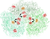 Functional Connectivity of Red Chlorophylls in Cyanobacterial Photosystem I Revealed by Fluence-Dependent Transient Absorption
