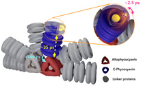 Annihilation of Excess Excitations along Phycocyanin Rods Precedes Downhill Flow to Allophycocyanin Cores in the Phycobilisome of Synechococcus elongatus PCC 7942