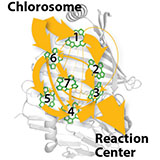 Coherent Transport and Energy Flow Patterns in Photosynthesis under Incoherent Excitation