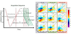 Communication: Broad Manifold of Excitonic States in Light-Harvesting Complex 1 Promotes Efficient Unidirectional Energy Transfer in vivo