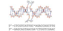 DNA scaffold supports long-lived vibronic coherence in an indodicarbocyanine (Cy5) dimer