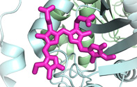 Bacteriophytochrome Photoisomerization Proceeds Homogeneously Despite Heterogeneity in Ground State