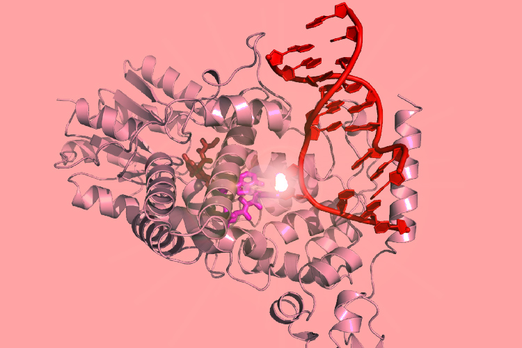 Photolyase complexed with DNA with light flare showing active site